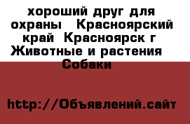 хороший друг для охраны - Красноярский край, Красноярск г. Животные и растения » Собаки   